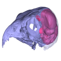 002_digitally-reconstructed-skull-and-endocast-of-an-australian-hobby-falcon-falco-longipennis_-cc-by-aubrey-keirnan-768x481