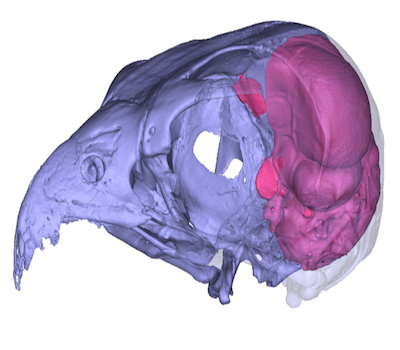 002_digitally-reconstructed-skull-and-endocast-of-an-australian-hobby-falcon-falco-longipennis_-cc-by-aubrey-keirnan-768x481